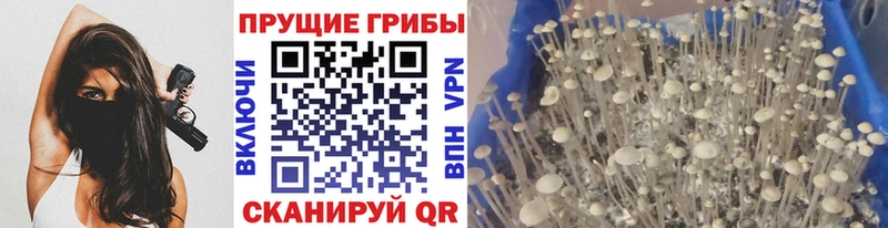 Псилоцибиновые грибы прущие грибы  Буйнакск 